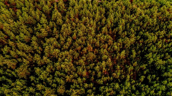 Effondrement Écologique : La Menace de l'Érosion des Sols et la Disparition des Habitats Naturels